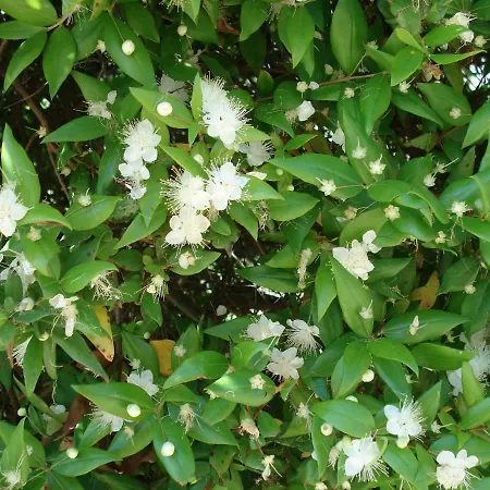 Couette-café Globetrotter Formia